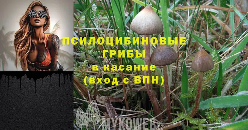 Галлюциногенные грибы Psilocybe  гидра ССЫЛКА  Чишмы 